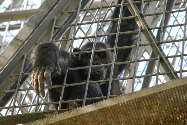 Chimpanzé Cativeiro Dentro Uma Gaiola Mão Fora Das Barras — Fotografia de Stock