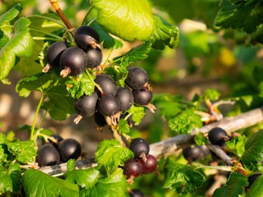 Group of Blackcurrants (Ribes nigrum) on the branches of a tree ready to be picked clipart