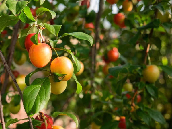 Śliwki Mirabelle Prunus Domestica Var Syriaca Rośnie Drzewie Gotowy Podniesienia — Zdjęcie stockowe