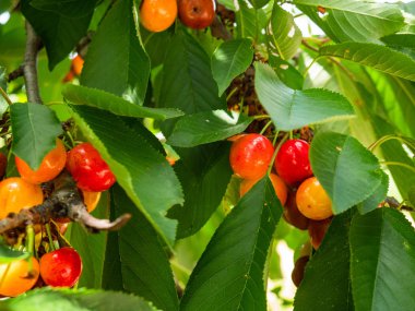 Mirabelle eriği (Prunus domestica var. Ağaçta yetişiyor, toplanmaya hazır.