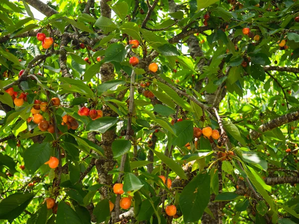 米拉贝尔李 Prunus Domestica Var 生长在树上 随时准备拾起 — 图库照片