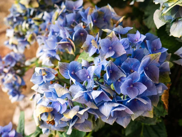 Lindas Flores Azuladas Roxas Uma Planta Hortênsia Hortênsia — Fotografia de Stock