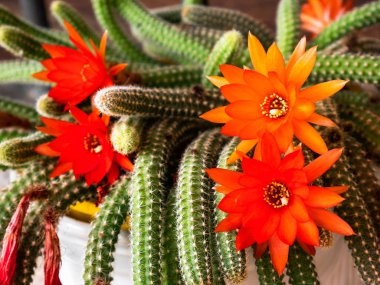 Bir kaktüs üzerinde büyüyen güzel ve büyük kırmızı çiçekler (Echinopsis chamaecereus)