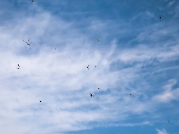 Insectos Atrapados Telaraña Con Cielo Azul Nublado Fondo — Foto de Stock