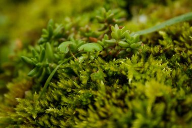 Bir ağacın dallarında yetişen bitki örtüsü ve likenler