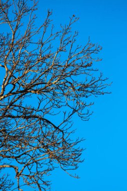 Bir güzellik mavi arka plan ile kışın yapraksız Ağaç