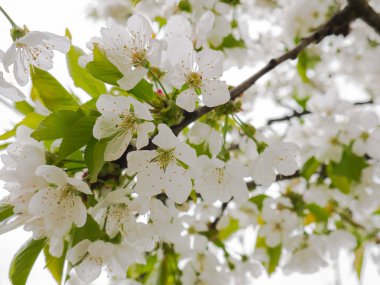 Baharda ağaçta güzel beyaz çiçekler