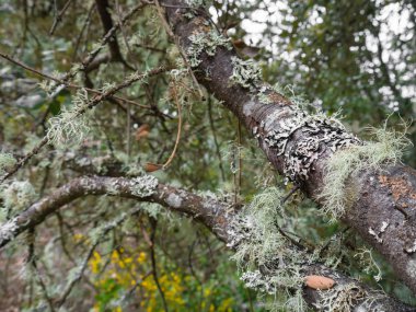 Ağaçların dal larında ve gövdelerinde yetişen beyaz likenler