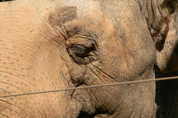 Hermoso Elefante Asiático Con Tronco Lleno Arrugas Sucio Barro Detrás — Foto de Stock