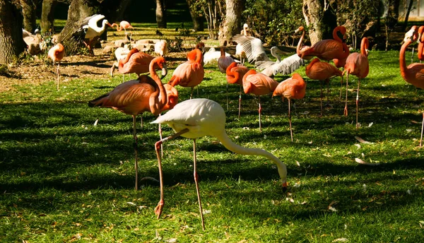 コウノトリと草の上に休むペリカンの背景を持つ美しいピンクと白のフラミンゴのグループ — ストック写真