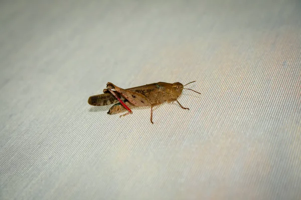 Grasshopper Descansando Sobre Una Ventana Rodillo Tela Ciega Sombras Edificios — Foto de Stock