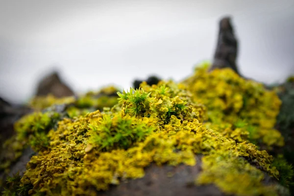 Végétation Lichens Poussant Sur Les Branches Arbre — Photo