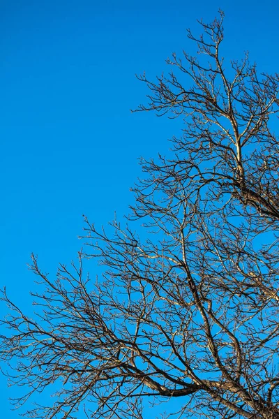 Bir güzellik mavi arka plan ile kışın yapraksız Ağaç