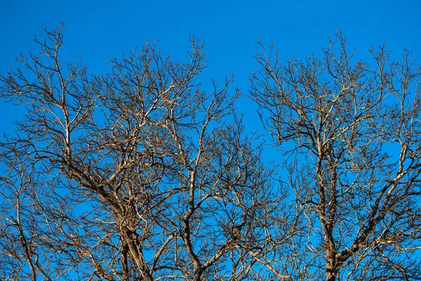 Árvore Sem Folhas Inverno Com Fundo Azul Beleza — Fotografia de Stock