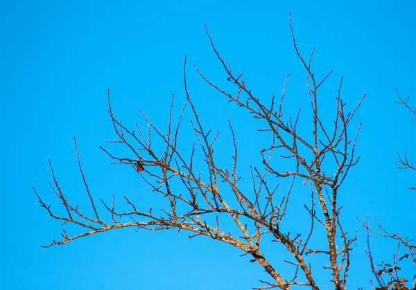 Árbol Sin Hojas Invierno Con Fondo Azul Belleza — Foto de Stock