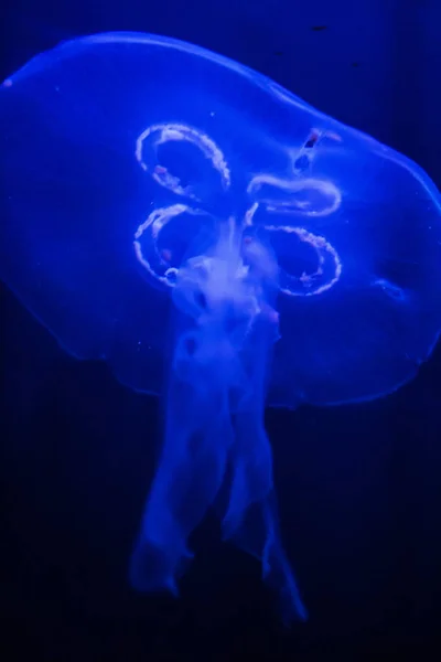 Hypnotic Jellyfish Swimming Water Multitude Colors — Stock Photo, Image