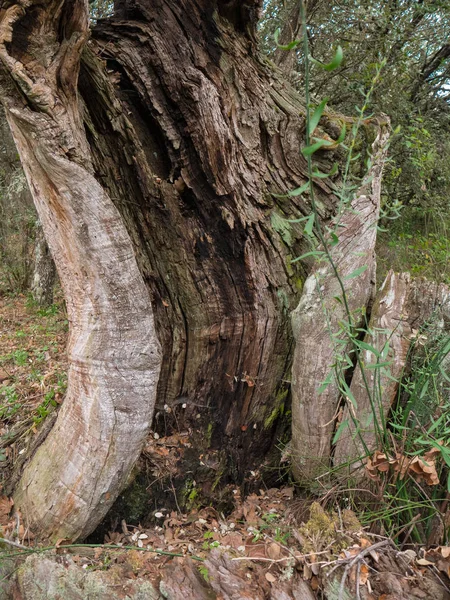 Trees with holes and deformations, broken in the middle of the forest