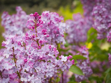 İlkbaharda bahçede güzel mor çiçekler