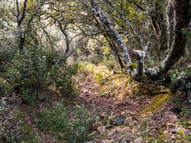 Güzel ve gizemli forrest, likenler dallarda büyümek