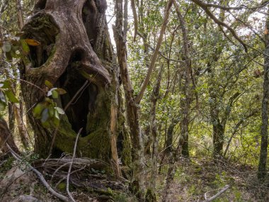 Güzel ve gizemli forrest, likenler dallarda büyümek
