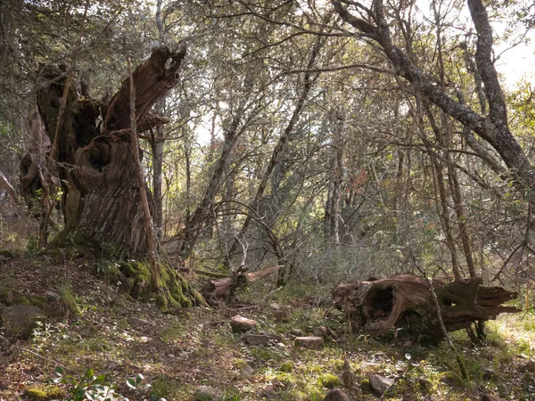 Belle Mystérieuse Forêt Les Lichens Grandissent Dans Les Branches — Photo