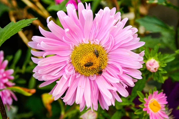 Lindas Flores Com Moscas Nos Pistilos — Fotografia de Stock