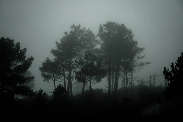 Arbres Dans Obscurité Recouverts Brouillard — Photo