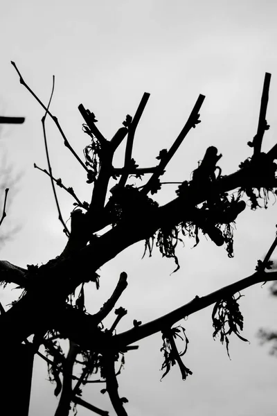 Arbre Aux Branches Coupées Sans Feuilles Hiver Dans Brouillard — Photo