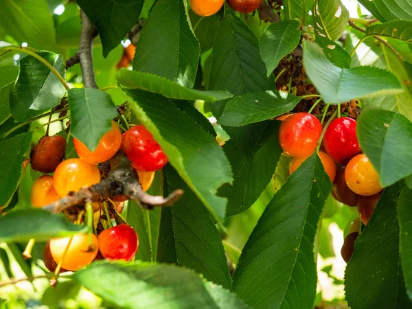 米拉贝尔李 Prunus Domestica Var 生长在树上 随时准备拾起 — 图库照片