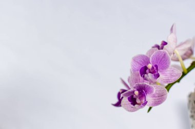Beyaz arkaplanda güzel beyaz ve mor orkide çiçekleri