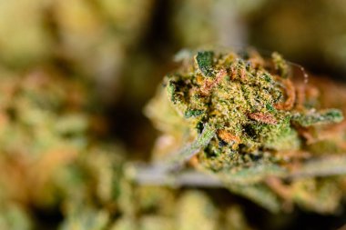 Marihuana tomurcuklarının makro görüntüsü. Dişi kenevir bitkisinin çiçeği