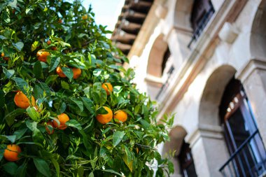 Portakal ağacı ve Ronda, Malaga 'da bir buding.