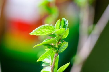 bir ağacın yeşil yaprakları