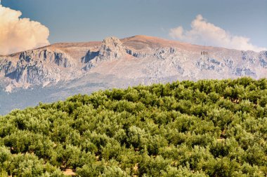 Dağların ve zeytinlerin manzarası