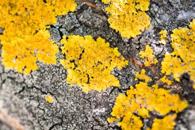 Ağaçta bir sürü sarı liken var.