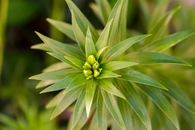 Sivri yapraklı yeşil bitki