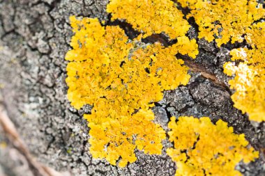 Ağaçta bir sürü sarı liken var.