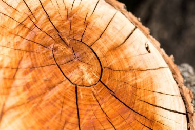 Bir ağacın kesiğinin dokusu