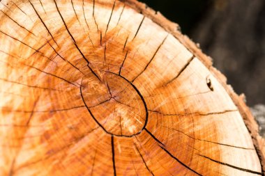 Bir ağacın kesiğinin dokusu