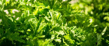 bir arka plan yeşil yaprak