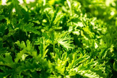 bir arka plan yeşil yaprak