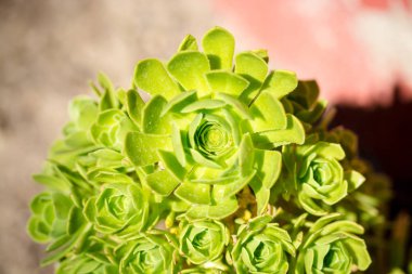 Bir gül gibi yeşil bir çiçek veya bitki