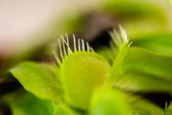 Makro Kilátás Száját Vénusz Flytrap Növény Dionaea Muscipula — Stock Fotó