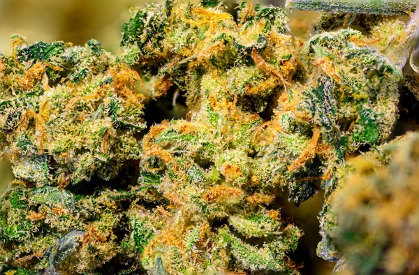 Macro View Marijuana Buds Flower Female Cannabis Plant — Stock Photo, Image