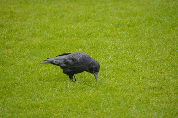 Schwarze Krähe Auf Dem Gras — Stockfoto