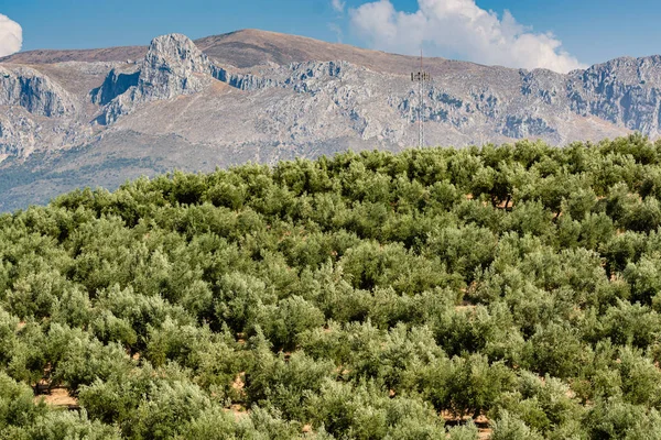 Vista Montañas Aceitunas —  Fotos de Stock