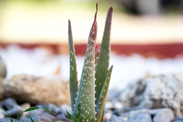 芦荟植物在宏 — 图库照片