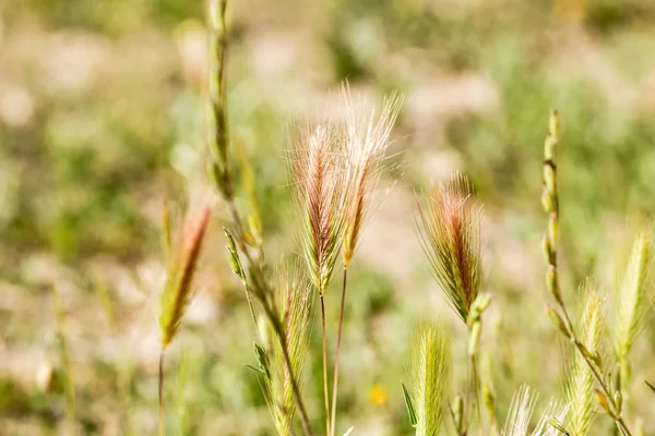 Beaucoup Pointes Dans Jardin — Photo