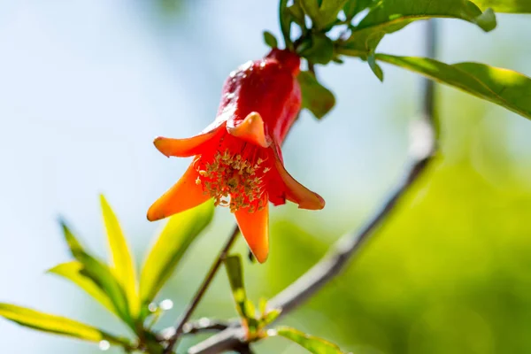 Eine Rote Blume Makro — Stockfoto