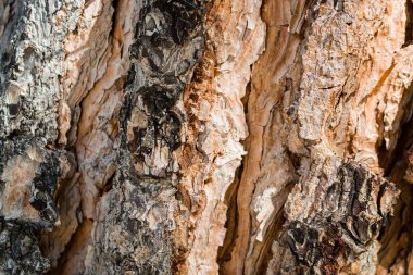 Makroda ağaç dokusu arka planı